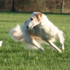 Wolf Hounds Rule's profile picture