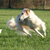 Wolf Hounds Rule