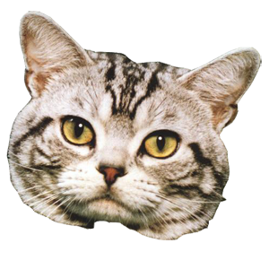 Kayuki's profile picture