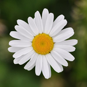 Monica Frieda's profile picture
