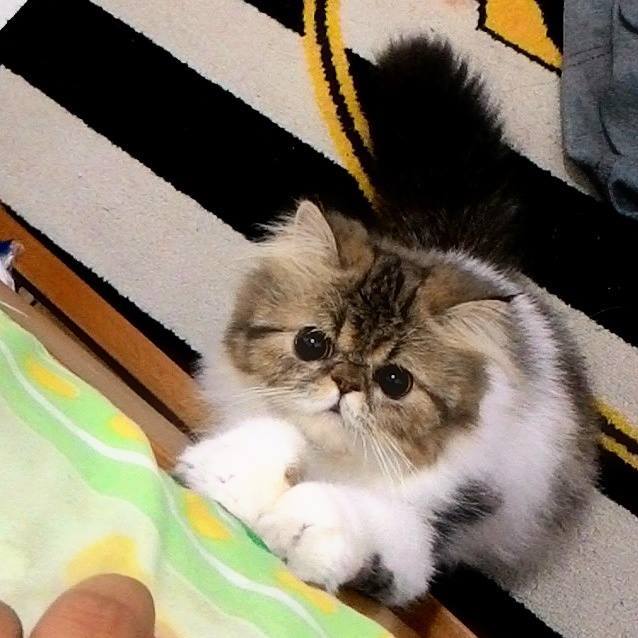 yudi.sulistiawan281's profile picture