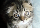 Chunga Changa's profile picture