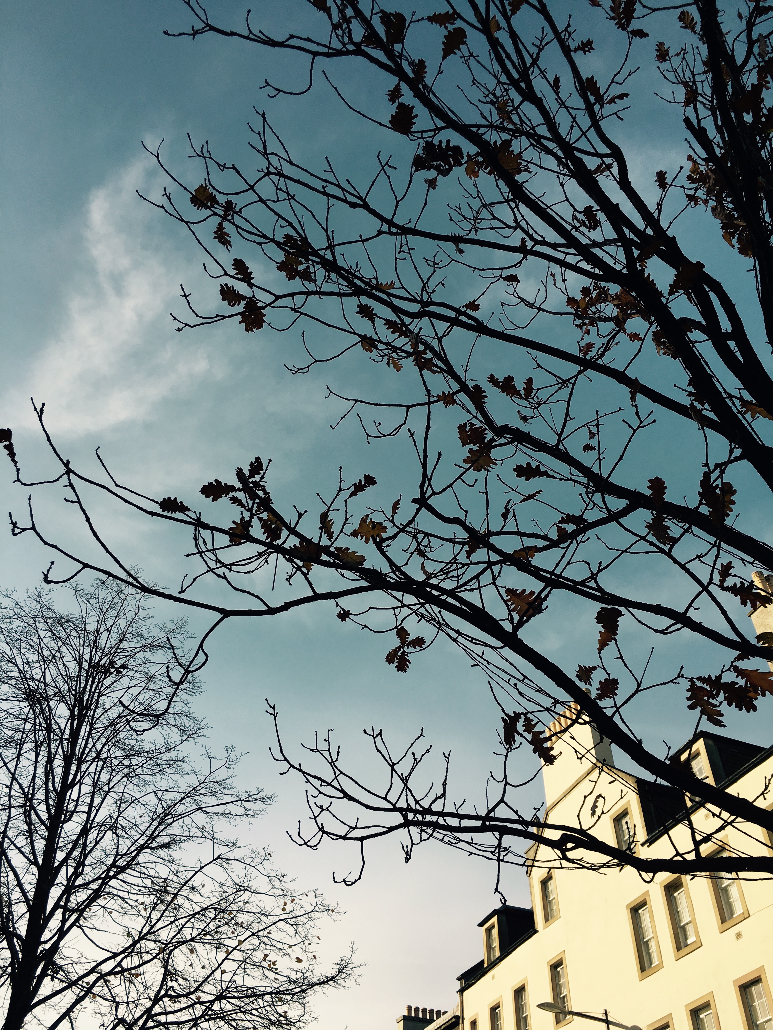 Temony's profile picture