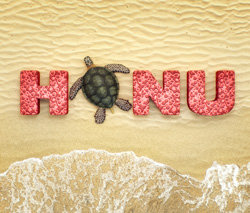 Honu's profile picture