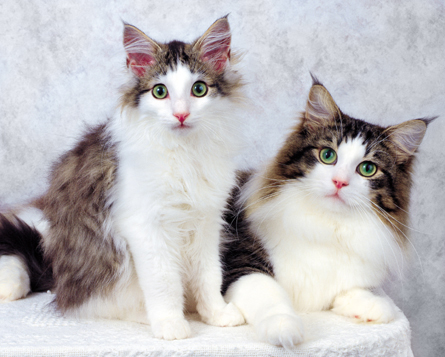 violethracinth's profile picture