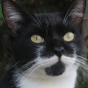 coro's profile picture