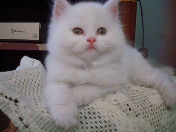 Mumen's profile picture