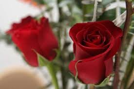 Baraah's profile picture