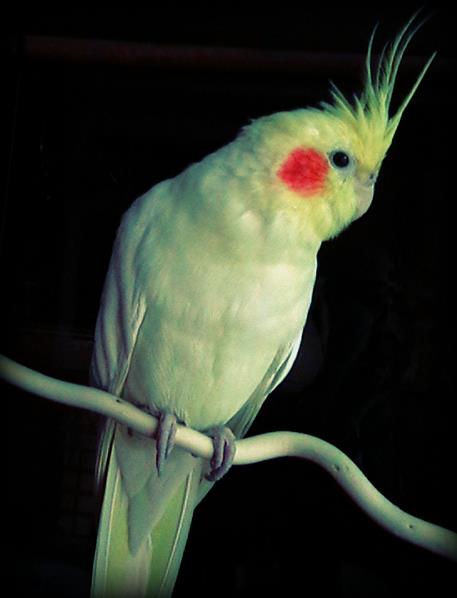 cactus's profile picture