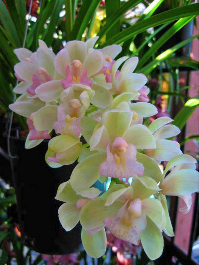 bapon's profile picture