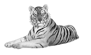 PgT's profile picture