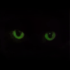 Betycat
