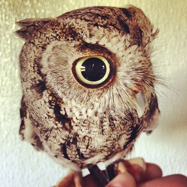 Banditka's profile picture