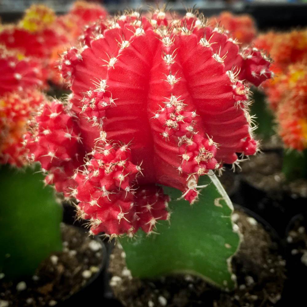 helixnetworks's profile picture