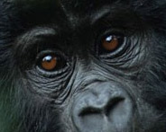 SL8R's profile picture