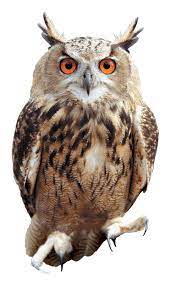 Tharindu Gomas's profile picture