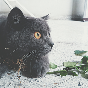 yomyam.78's profile picture