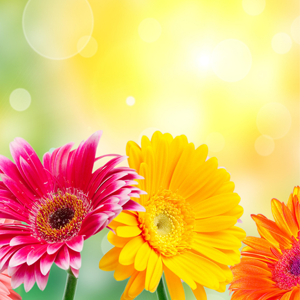 kandikanti.sudheendra's profile picture