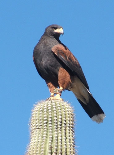 ArizonaHawk's profile picture