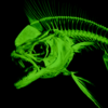 Green Dorado