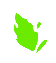 Foliage Media's profile picture