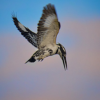 Kingfisher designs