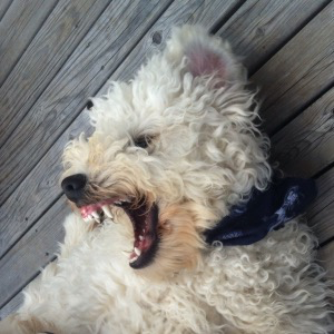 Mistedmelon's profile picture