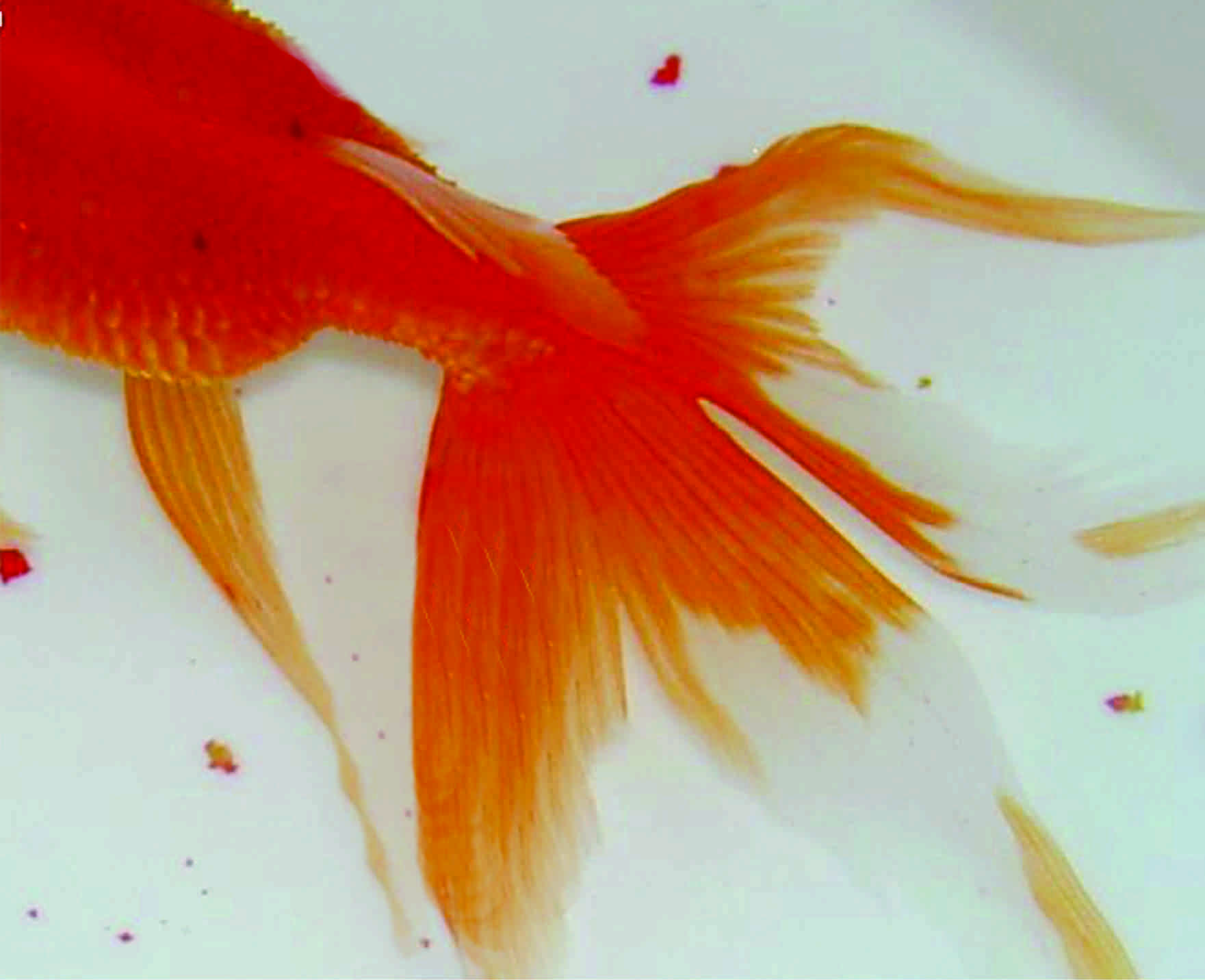 Goldfish Design's profile picture