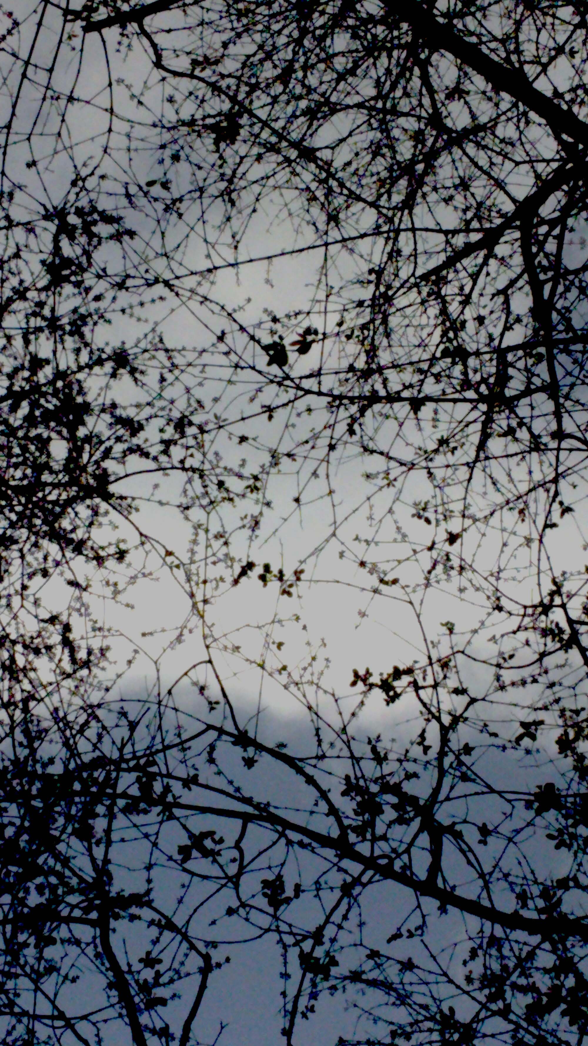 the scofflaw society's profile picture