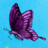 MinhMinh