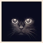 swo0osh's profile picture