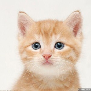 MeoHoang's profile picture