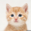 MeoHoang