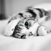 miila