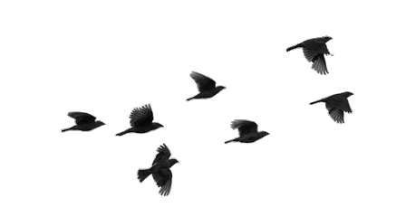 dungdalatds's profile picture