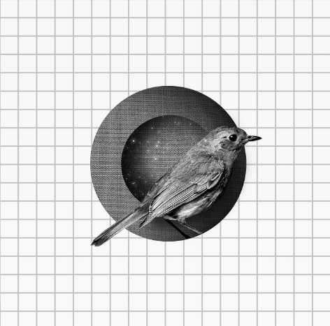 ANNA SEED's profile picture