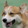 tumbo_crungus