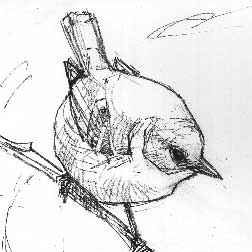 SuperBird's profile picture