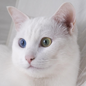 FreelanceCat's profile picture