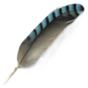 BWT