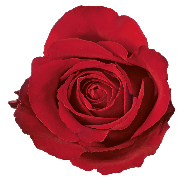 pepb's profile picture