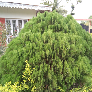 kim 11's profile picture