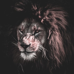 KING IS BACK's profile picture