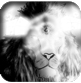 Mvisioning's profile picture