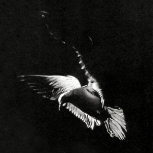 HenrikM's profile picture