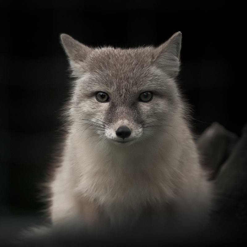 gromovnik's profile picture