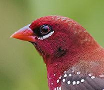 munia _munia's profile picture