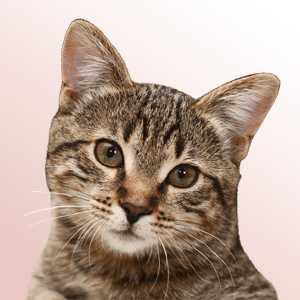 Alexandru 4's profile picture