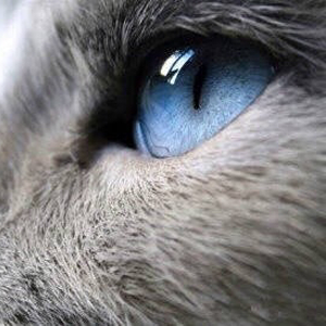 SwensonJone's profile picture