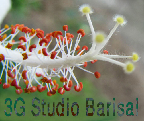 3G Studio Barisal's profile picture